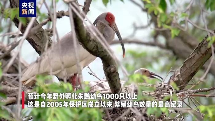突破1000只！陕西汉中朱鹮保护区今年繁育朱鹮幼鸟数量创新高