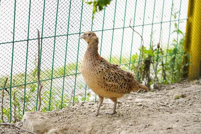 “金奖”西瓜就在南桥！夏日缤纷水果清爽来袭→