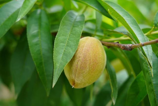 “金奖”西瓜就在南桥！夏日缤纷水果清爽来袭→