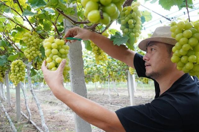 “金奖”西瓜就在南桥！夏日缤纷水果清爽来袭→