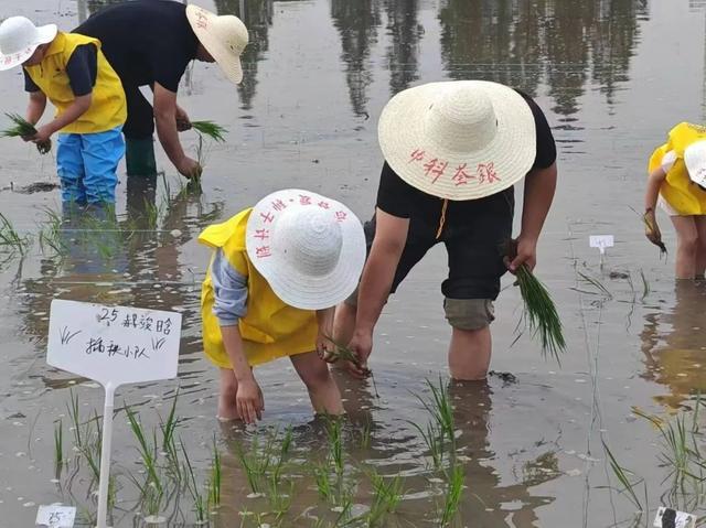 花开海上游园会、亲子田间劳作……这些端午假期活动你参加了吗？