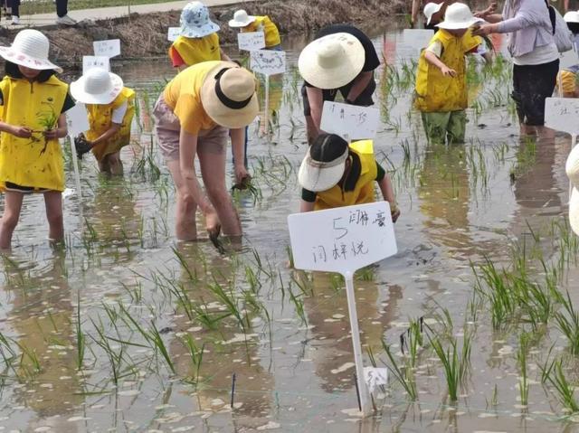 花开海上游园会、亲子田间劳作……这些端午假期活动你参加了吗？