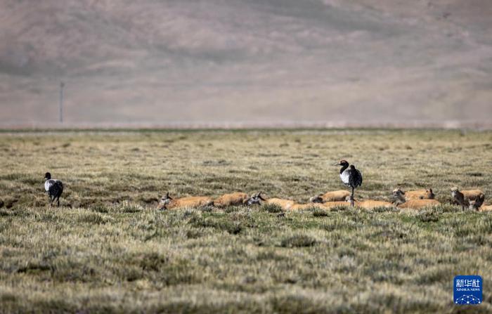 神奇动物在西藏｜黑颈鹤即将迎来新一代