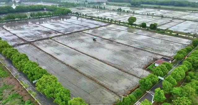 青浦盈浦街道：水稻种植实现机械化，新米秋后上市