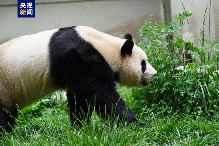 🐼集“福”啦！一波“福宝”高清美图抢“鲜”看