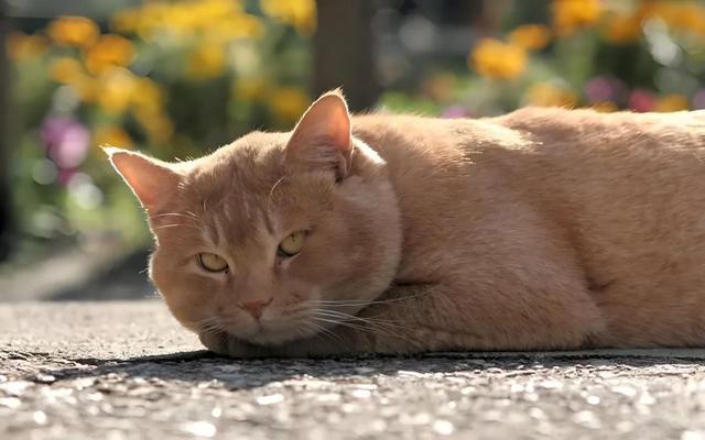 “路边的野花不要采”，路边的野猫要不要喂？周五这场大讨论，期待你的观点