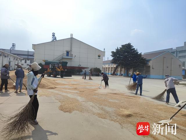 苏垦米业集团宝应湖公司“三夏”小麦收购如火如荼