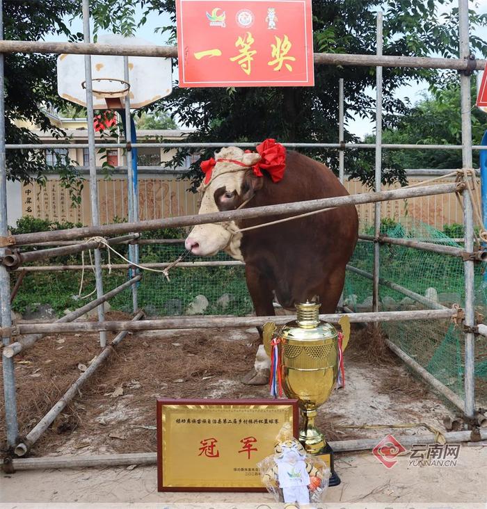 奖牛、奖猪、奖羊、奖鸵鸟！云南第二届“村BA”圆满收官