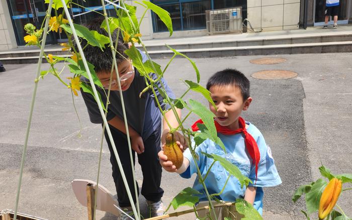 合肥市锦绣小学：小盆栽种植喜迎丰收，学生劳动实践中学环保