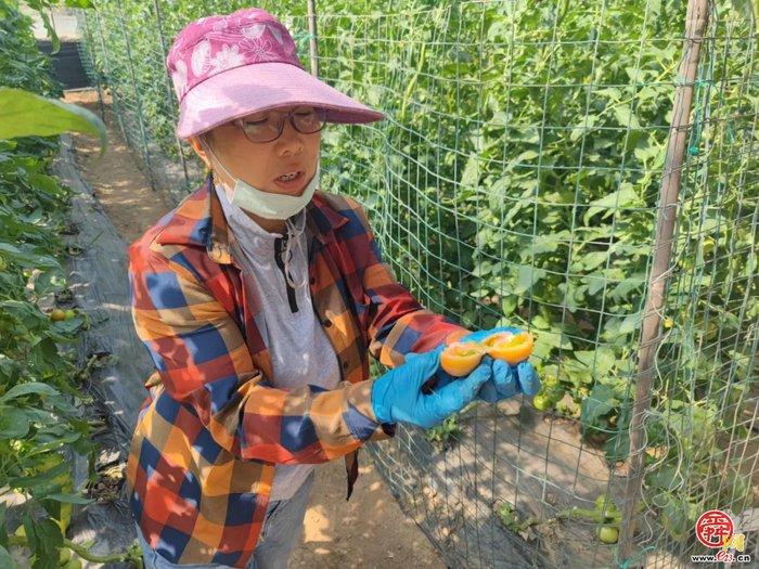 “泉水人家”返乡青年逐梦沃野 科技“蔬”写绿意正浓