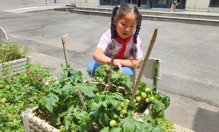 合肥市锦绣小学：小盆栽种植喜迎丰收，学生劳动实践中学环保