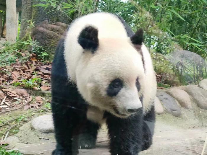 熊猫“香香”七周岁生日 日本“香粉”和旅行商开启四川之旅