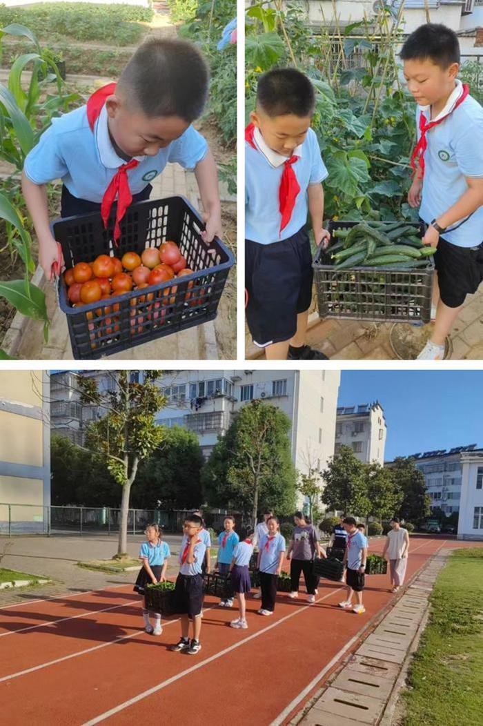 “蔬”香为伴，“勤”满校园——庐江县希望小学开展蔬菜收获节活动