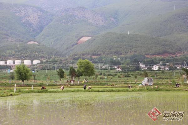 已完成水稻插秧3000亩 丽江水稻种业基地实现零突破