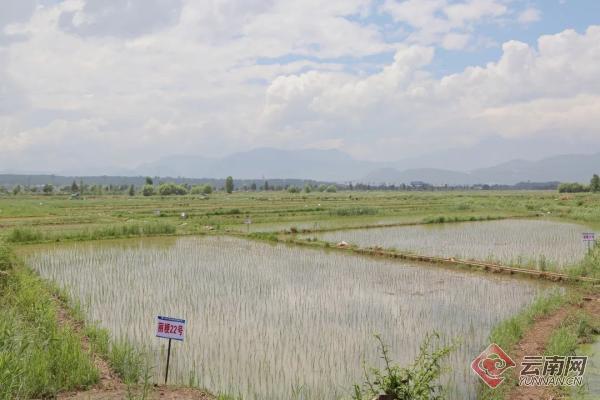 已完成水稻插秧3000亩 丽江水稻种业基地实现零突破