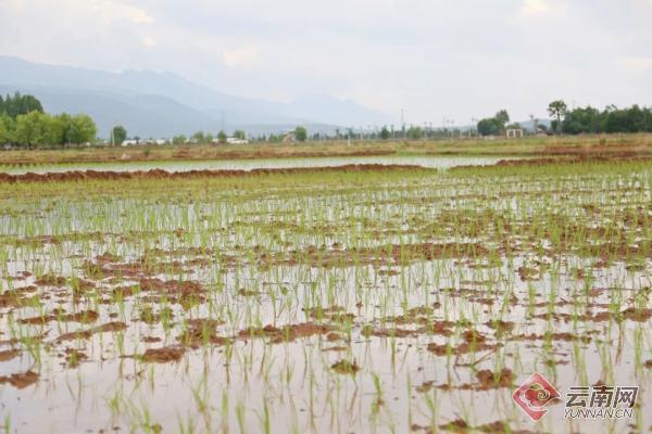 已完成水稻插秧3000亩 丽江水稻种业基地实现零突破