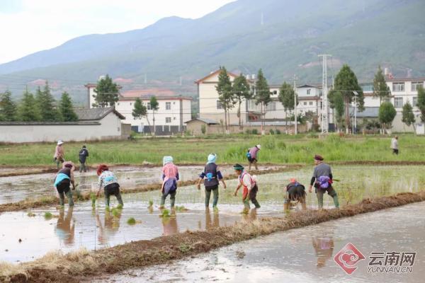 已完成水稻插秧3000亩 丽江水稻种业基地实现零突破