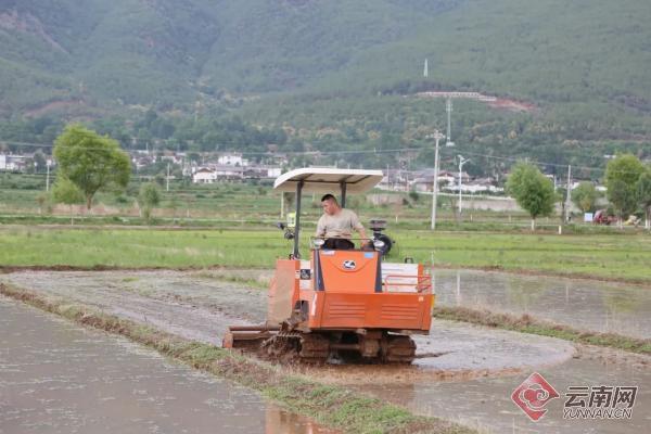 已完成水稻插秧3000亩 丽江水稻种业基地实现零突破