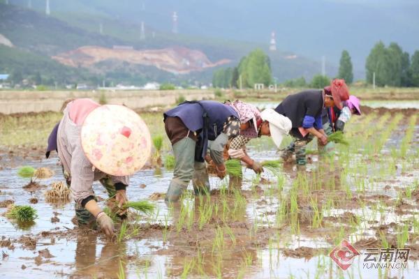 已完成水稻插秧3000亩 丽江水稻种业基地实现零突破