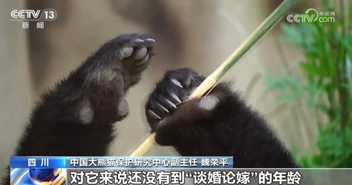 1.“福宝”大熊猫的成长日记 福宝 大熊猫 饲养员 种群 竹子 第6张