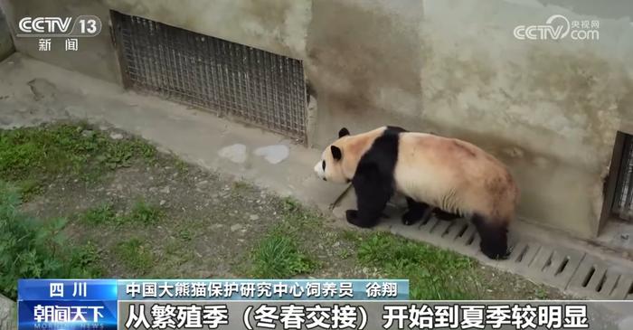 1.“福宝”大熊猫的成长日记 福宝 大熊猫 饲养员 种群 竹子 第5张