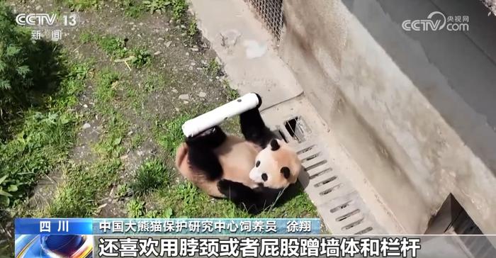 1.“福宝”大熊猫的成长日记 福宝 大熊猫 饲养员 种群 竹子 第4张