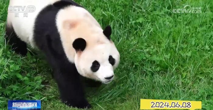 1.“福宝”大熊猫的成长日记 福宝 大熊猫 饲养员 种群 竹子 第8张