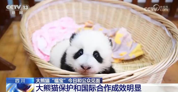1.“福宝”大熊猫的成长日记