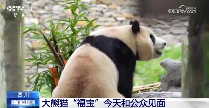 1.“福宝”大熊猫的成长日记 福宝 大熊猫 饲养员 种群 竹子 第3张