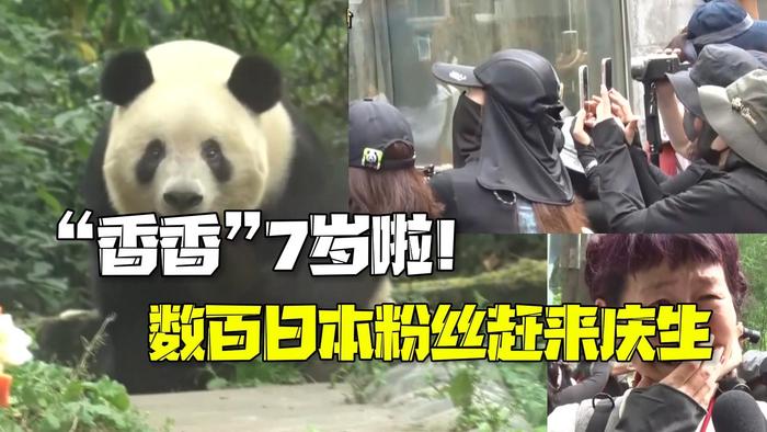 大熊猫“香香”7岁啦！数百日本粉丝赶来庆生 疯狂拍拍拍还现场落泪