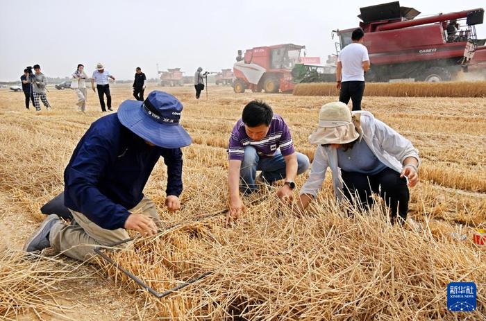 山东：机收小麦 减损增产