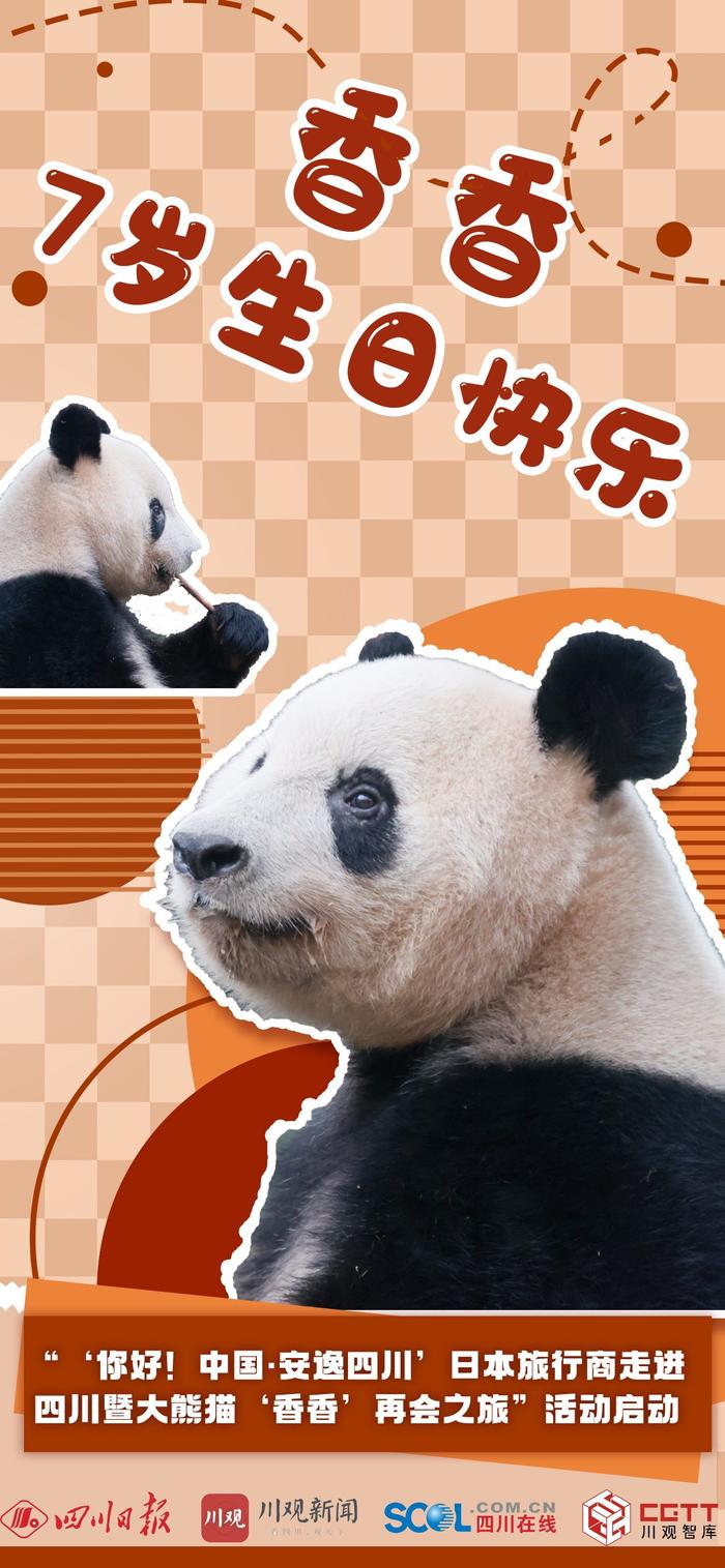 熊猫“香香”七周岁生日 日本“香粉”和旅行商开启四川之旅