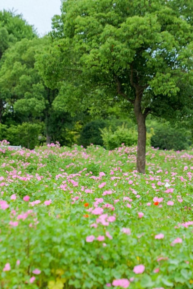 一眼清凉！“夏”一站，跃入金山的“薄荷曼波”！