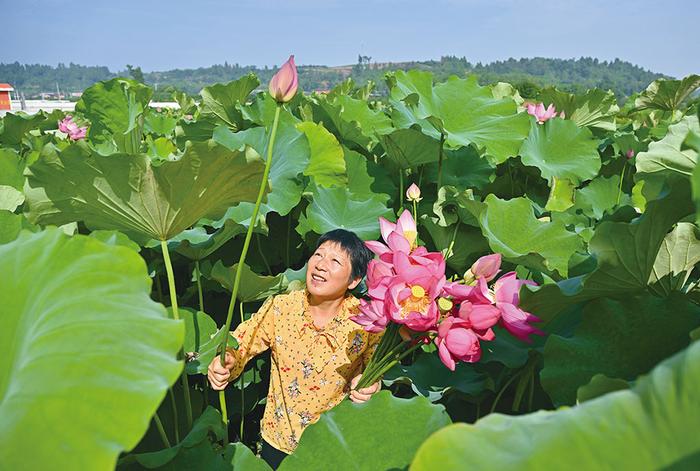 四川省眉山市仁寿县方家镇水池村大力发展荷花产业