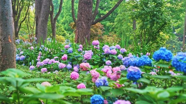 上海市中心也有山湖秀美！满目绿意带来夏日清凉~