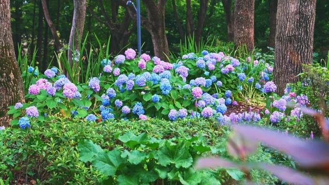 上海市中心也有山湖秀美！满目绿意带来夏日清凉~