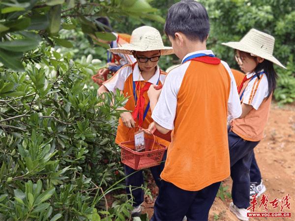 长郡月亮岛第三小学举行第五届“‘梅’好时光 感恩有您 ”杨梅节活动