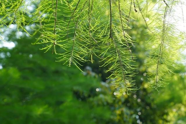 一眼清凉！“夏”一站，跃入金山的“薄荷曼波”！