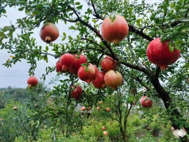 贵州威宁:“石榴花”正开,“石榴红”正当时