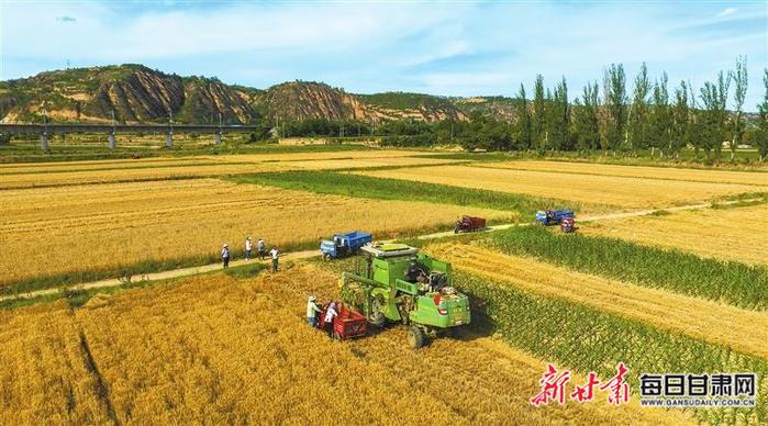 【图片新闻】泾川县20余万亩小麦进入成熟期