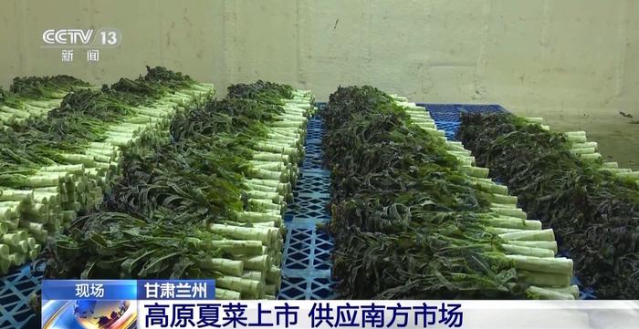 【中央媒体看甘肃】兰州高原夏菜上市 每天有2000吨蔬菜发往南方市场