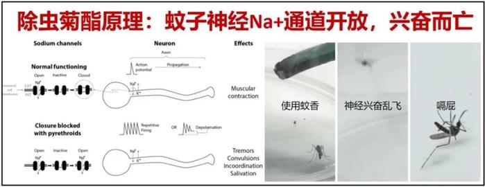 邻居点蚊香致全家中毒？蚊香对人真的有害吗？真相是.....