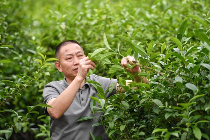 两山记（下）|古茶倚云雾 异乡人的异香