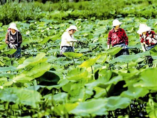 我市高温天气还会持续多久？