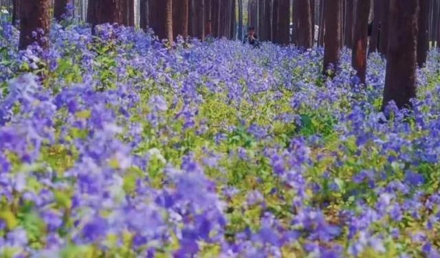 夏日“沪”水游丨宝山：罗泾水源涵养林，约上三五好友，一起“森”呼吸吧~