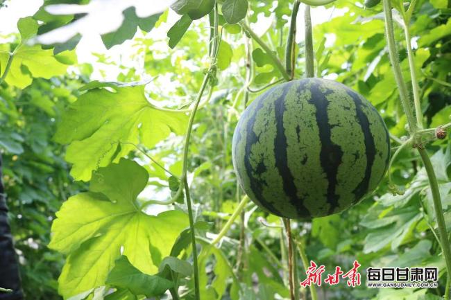 大降价！这个夏天实现“西瓜自由”