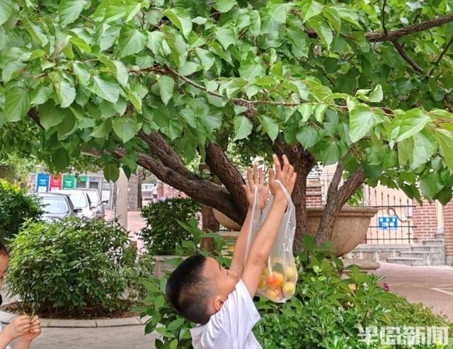 一棵杏子树，几代人的乐