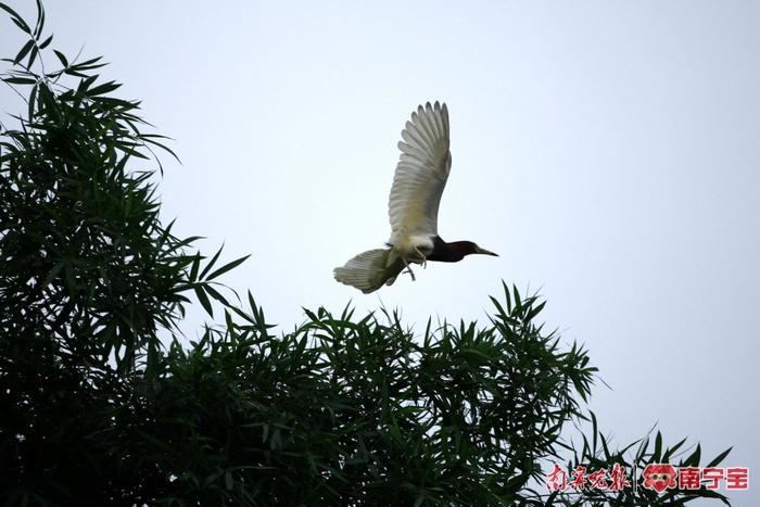 千只鹭鸟栖息，广西一地吸引众多鸟类“安家落户”