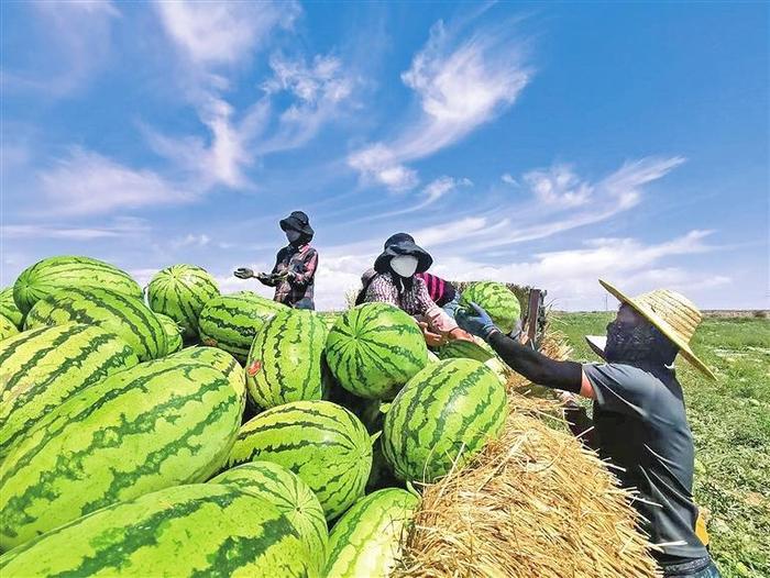 大降价！这个夏天实现“西瓜自由”