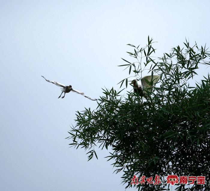 千只鹭鸟栖息，广西一地吸引众多鸟类“安家落户”